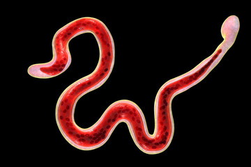 Brugia malayi, a roundworm nematode, one of the causative agents of lymphatic filariasis, 3D illustration showing presence of sheath around the worm and two non-continous nuclei in the tail tip