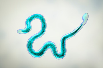 Brugia malayi, a roundworm nematode, one of the causative agents of lymphatic filariasis, 3D illustration showing presence of sheath around the worm and two non-continous nuclei in the tail tip