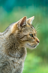 Portrait of a european wildcat (felis silvestris)