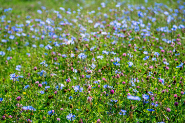 Obraz na płótnie Canvas Blue flowers of chicory large on the background of summer flowering meadows. Background. Copy space