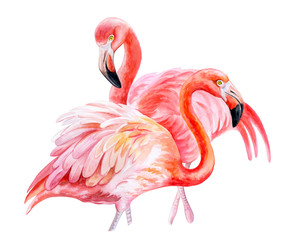 Two pink flamingos. Realistic beautiful birds  isolated on white background. Watercolor. Template. Close-up. Clip art. Hand drawn