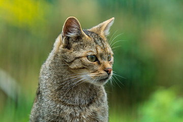 Portrait of a european wildcat (felis silvestris)