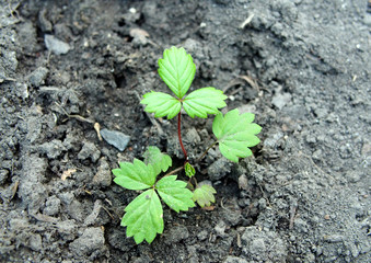 Strawberry seedlings grown from seeds and planted in the ground