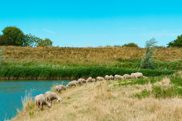 Obraz premium grazing sheep along water in Veere, The Netherlands