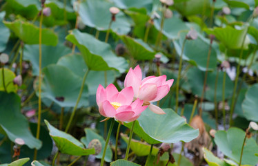 Fototapeta premium Beautiful lotus flowers with minted in its natural habitat, against the background of its leaves. Medium plan.