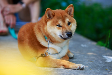 The dog breed Shiba inu