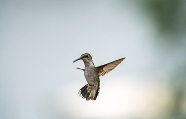 hummingbird 3