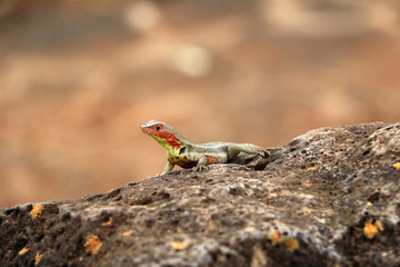Lizard on the island of Santa Cruz Galapagos