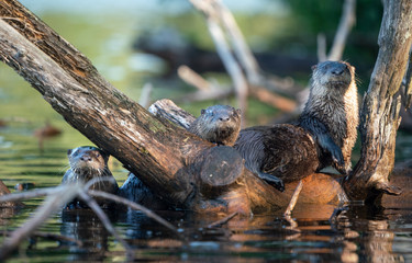 Otter Family 4