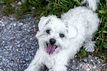 portrait cute white Maltese dog