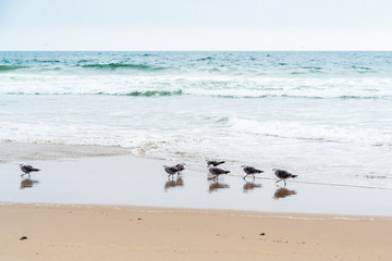 Fototapeta na wymiar Flock of Birds on the Beach, Pacific Ocean, California