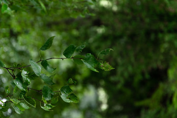 Obraz na płótnie Canvas Green lush background. Tropical vegetation backdrop