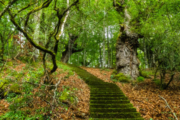 Green stairs in a forest located in Murguia, Alava