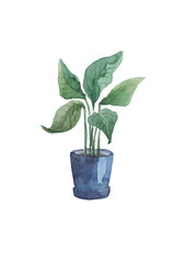 Indoor flower Spathiphyllum in a pot.