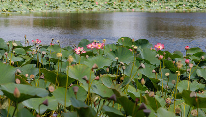 Beautiful lotus flowers with minted in its natural habitat in a small pond, general plan