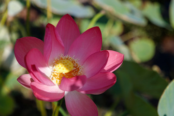 Fototapeta premium Beautiful very large shot Lotus flower against the background of its leaves, close-up