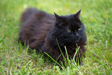 Chat