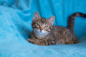 Chaton