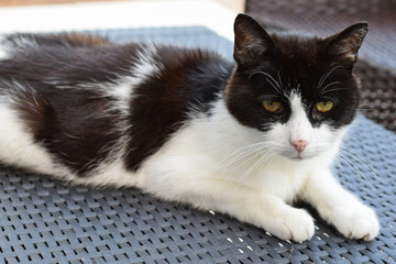 Schwarzweiße Katze liegt entspannt auf Rattanmöbel, in Nahaufnahme