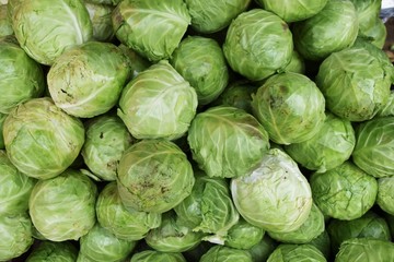 Fototapeta na wymiar cabbage