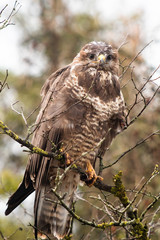 falco
