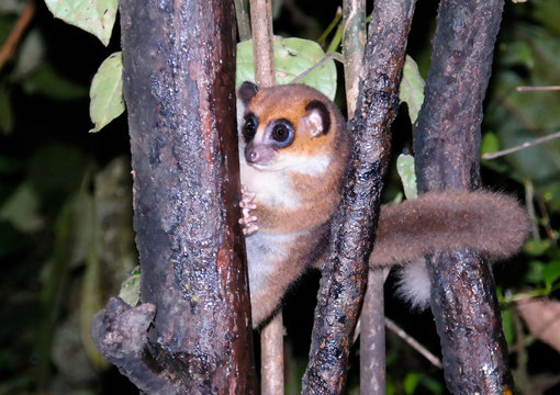 Night Portrait of the brown mouse lemur Microcebus rufus aka eastern rufous or russet in Ranomafana, Fianarantsoa, madagascar