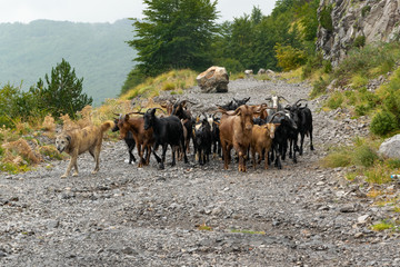 Flock of mountain goats. Domestic livestock grazing in the high altitude