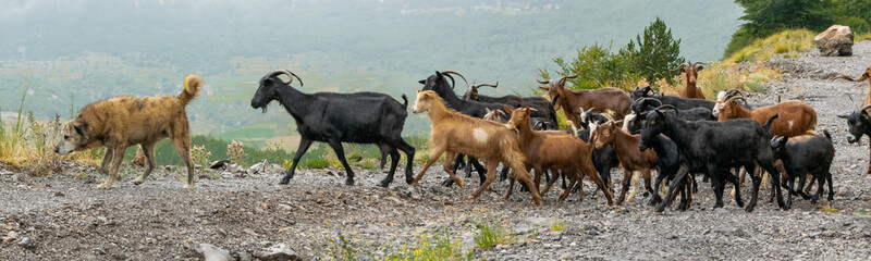 Flock of mountain goats. Domestic livestock grazing in the high altitude