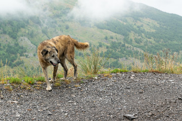 Guardian dog on a high mountain road.
