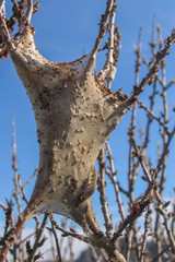 Allphotokz Spider 20050515 1239 Canon