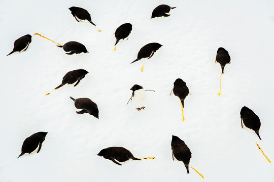 Adelie Penguins resting on ice