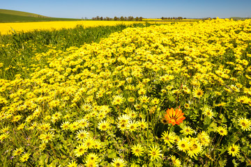 Fototapeta premium Fields of Wildflowers in Australia
