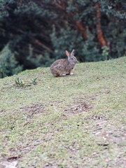 hare in grass