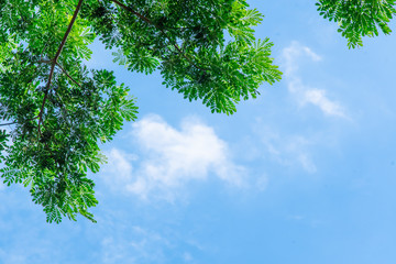 Tree with sky . background