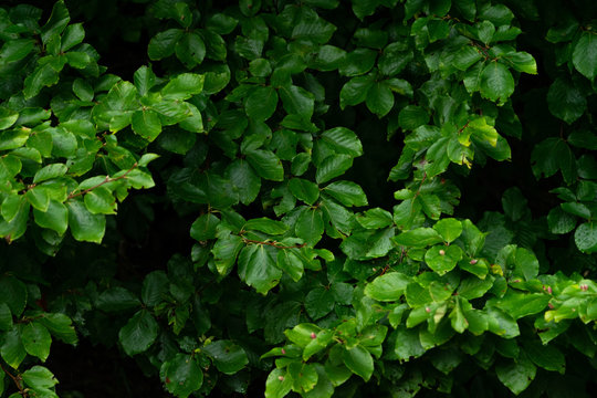 Green Lush Background. Tropical Vegetation Backdrop