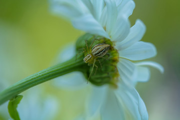 Allphotokz Spider 20070715 0936 5D