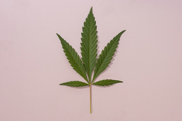 Green cannabis leaf in the center of the frame on a beige and pink background