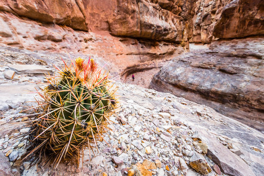 A woman exploring 75 Mile Creek canyon on a Colorado River trip, Grand Canyon National Park, Arizona, USA