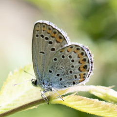 butterfly resting on flower at Vallepietra, Parco dei Monti Simbruini, Italy