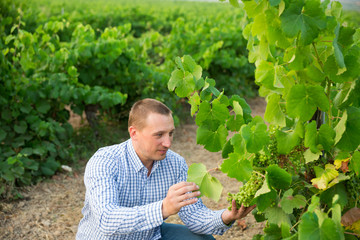 Male winemaker working with grapes in vineyard at fields