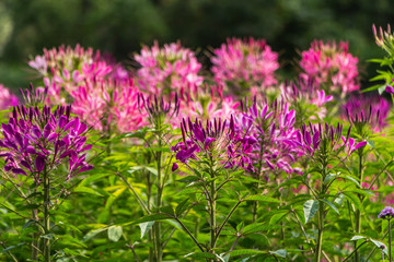 Group of purple and red Cleome hassleriana flowers or Spinnenblume or Cleome spinosa is on a green blurred background
