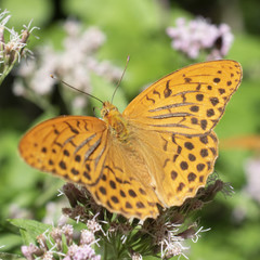 butterfly resting on flower at Vallepietra, Parco dei Monti Simbruini, Italy