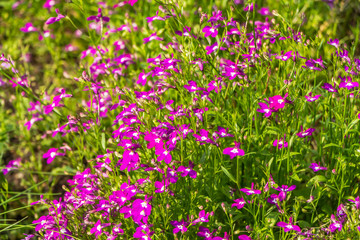 Fototapeta premium Group of red and white Lobelia erinus or edging lobelia or garden lobelia or trailing lobelia flowers is on a green blurred background