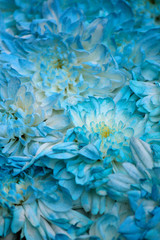 flowers on blue background