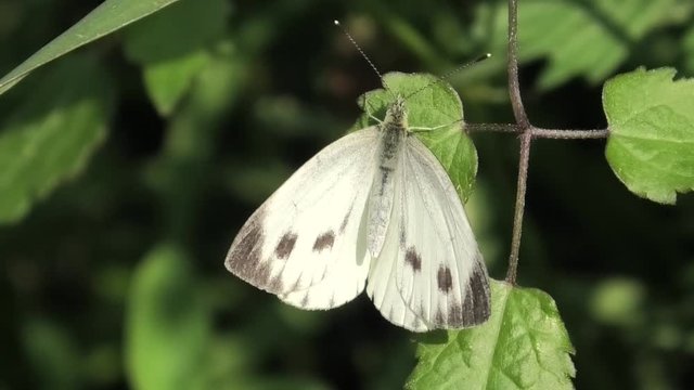 pieris napi, farfalla