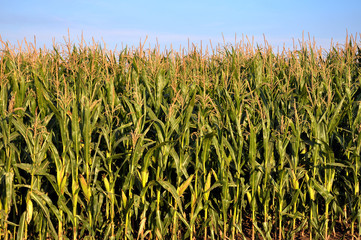 In the field on the background of the sky corn grows