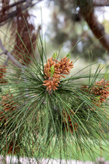 pine tree branch with cones