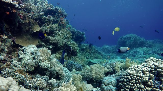 Life in the ocean. Tropical fish and coral reefs. Beautiful corals.  