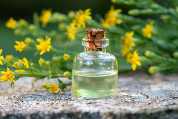 Obraz na płótnie Canvas A bottle of essential oil with European goldenrod plant