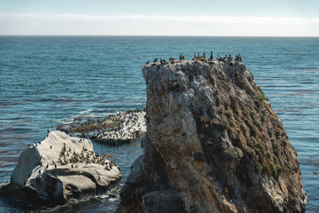 Group of Pelicans and Cormorants on  Rock at Shell Beach, California Coastline